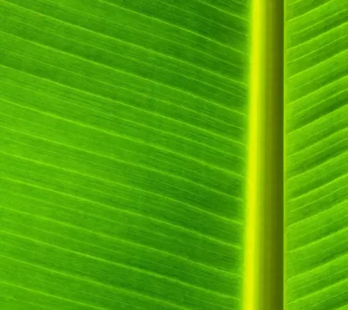 Banana Leaf - Image 3