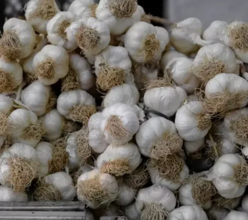 Garlic - Image 4
