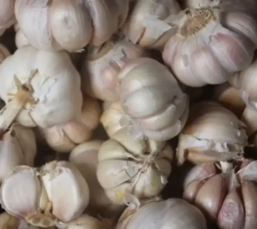 Garlic - Image 3