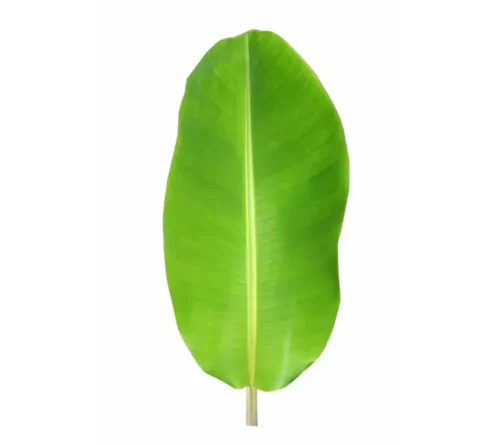 Banana Leaf - Image 2