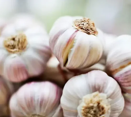 Garlic - Image 2