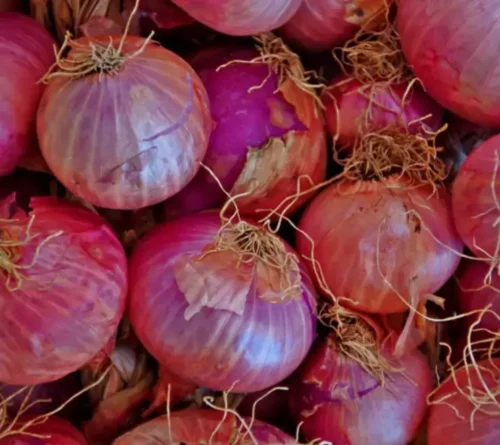 Bangalore Rose Onions - Image 4