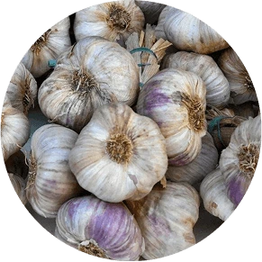 Garlic
