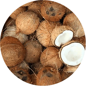 Coconut